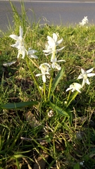 Ornithogalum nutans