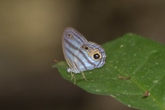 Chloreuptychia chlorimene