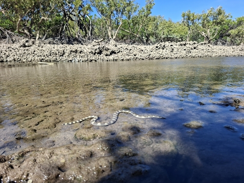 Northwestern Mangrove Sea Snake