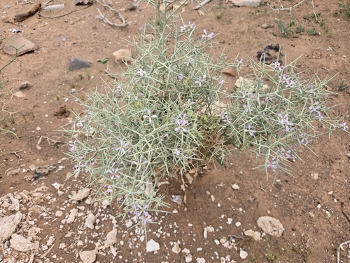 Zilla spinosa macroptera