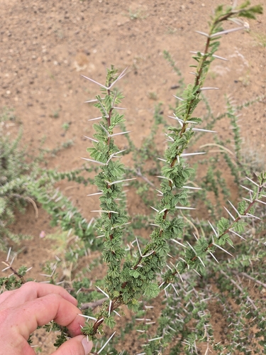 umbrella thorn