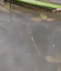 Branchinecta sandiegonensis