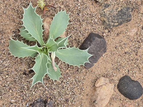 Eryngium ilicifolium