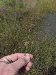 Eleocharis macrostachya