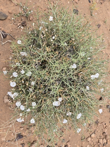 Convolvulus trabutianus