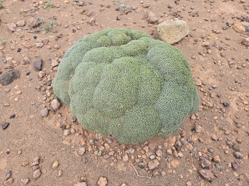 Anabasis aretioides