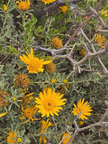 Anvillea garcinii