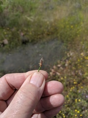 Eleocharis macrostachya