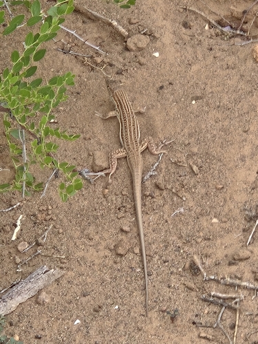 Bosc’s Fringe-toed lizard