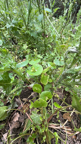 iNaturalist observation photo of miner's lettuce