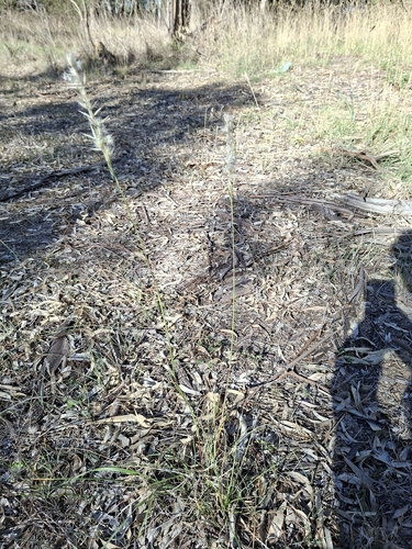 Rytidosperma geniculatum, photograph 1