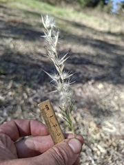 Rytidosperma geniculatum, photograph (c) plantlookymagee, some rights reserved (CC BY)