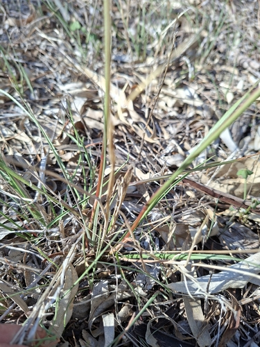 Rytidosperma geniculatum, photograph 6