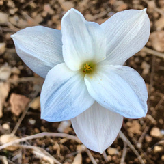 Zephyranthes drummondii