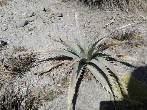 Mexican Sea holly