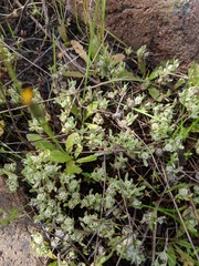 Psilocarphus tenellus