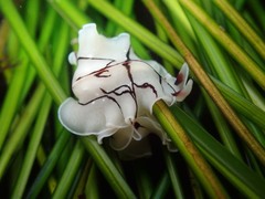 Eurylepta californica