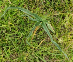 Amaryllidaceae