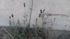 Porophyllum linaria