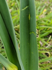 Amaryllidaceae