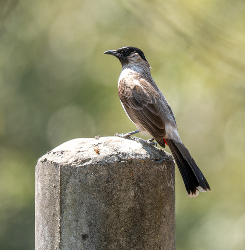 Sooty-headed Bulbul