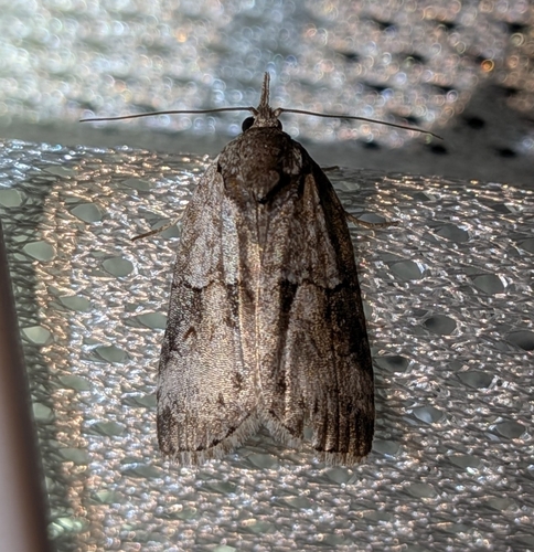 Grey Midget Moth photo 5