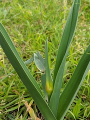 Amaryllidaceae