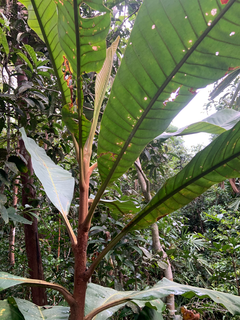 Ambacang Rawang (Campnosperma coriaceum)