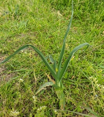 Amaryllidaceae