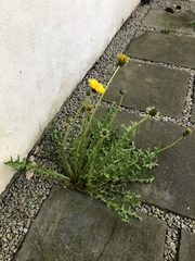 Taraxacum exsertiforme