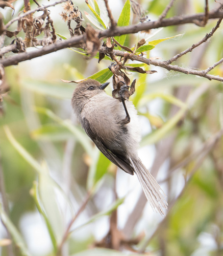 iNaturalist observation photo of Bushtit