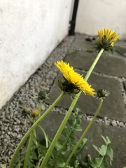 Taraxacum exsertiforme