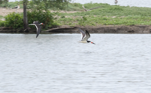 iNaturalist observation photo of Black Skimmer