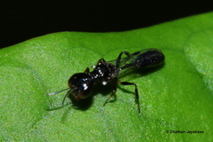 Carinostigmus