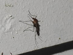 Aedes canadensis