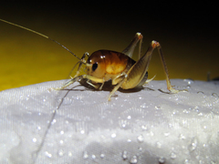 Apotetamenus clipeatus