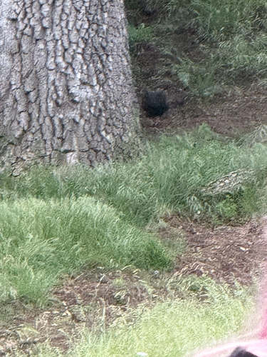 iNaturalist observation photo of Turkey Vulture