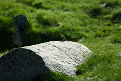 Carduelis citrinella