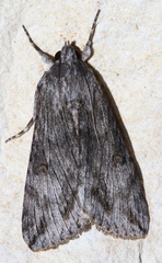 Melipotis jucunda
