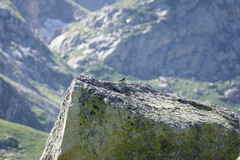 Carduelis citrinella