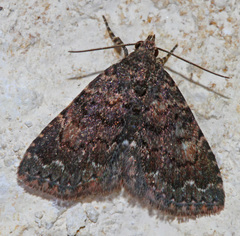 Metalectra diabolica