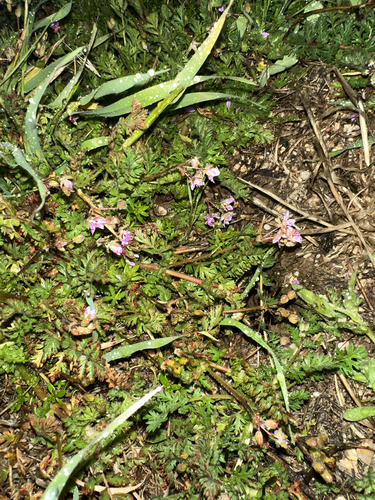 iNaturalist observation photo of Redstem Stork's-bill