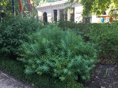 Euphorbia ceratocarpa