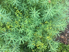 Euphorbia ceratocarpa