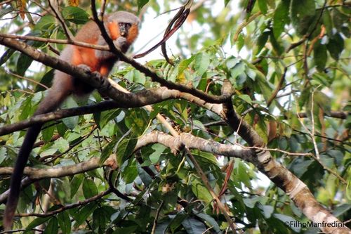 Red-bellied Titi