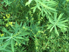 Euphorbia ceratocarpa