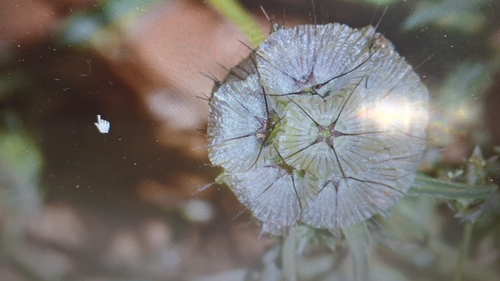 starflower pincushions