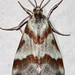 Rufous-banded Crambid Moth - Photo (c) Diana-Terry Hibbitts, some rights reserved (CC BY-NC), uploaded by Diana-Terry Hibbitts