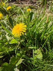 Taraxacum officinale
