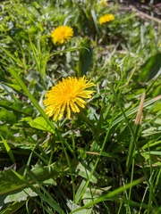 Taraxacum officinale